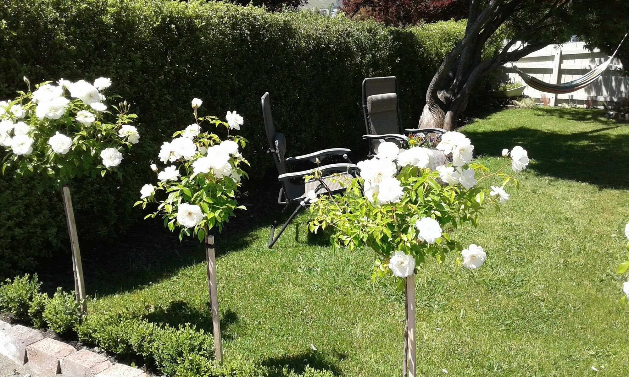 Coeden Cottage Blenheim Esterno foto